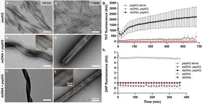 Polyanion order controls liquid-to-solid phase transition in peptide/nucleic acid co-assembly